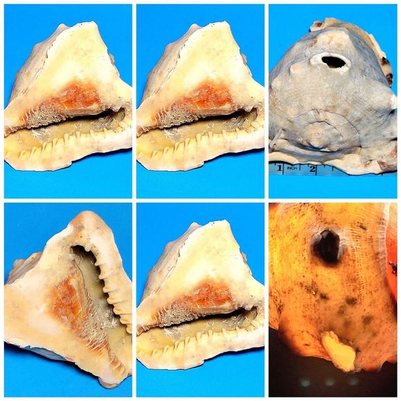 Queen Helmet Seashell Horned Gulf Conch Elaborate Opening 5.6" X 5" VGC! #D - Picture 3 of 13